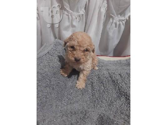Κουτάβια Maltipoo